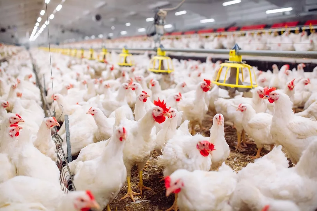 Farm fresh poultry processing