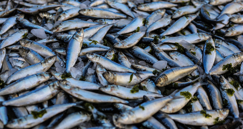 Fresh caught fish and seafood