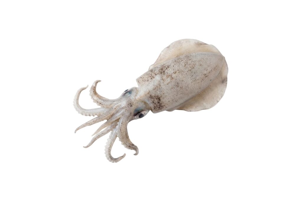 Bottle Squid / Bigfin Reef Squid