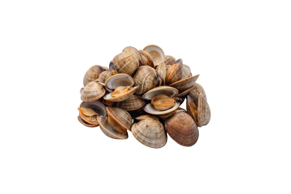 Clams
