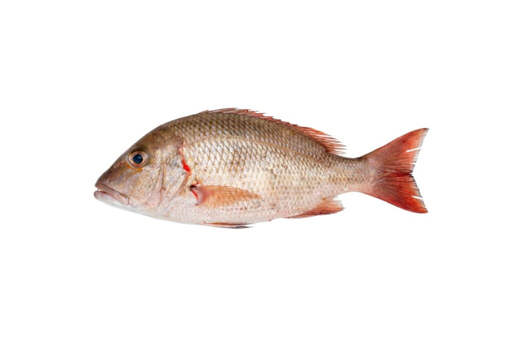 Emperor Fish
