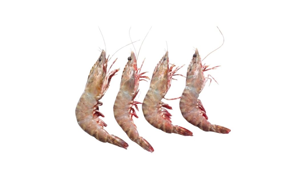 Flower Prawn