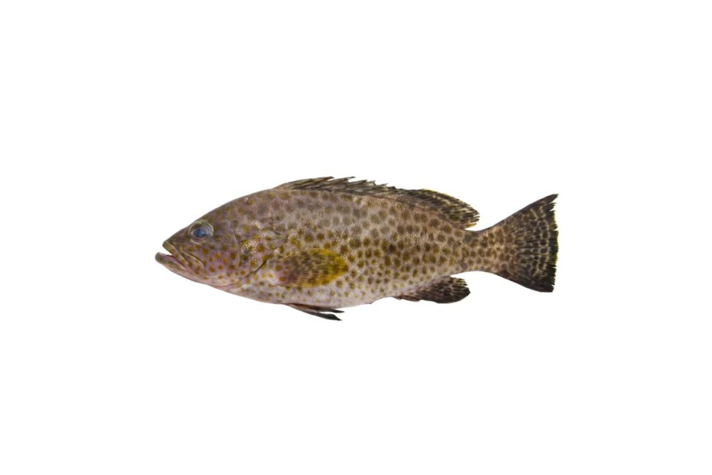 Grouper Fish