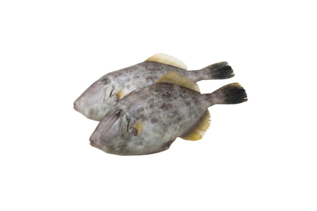 Leather Jacket Fish