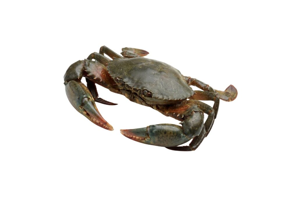 Mud Crab