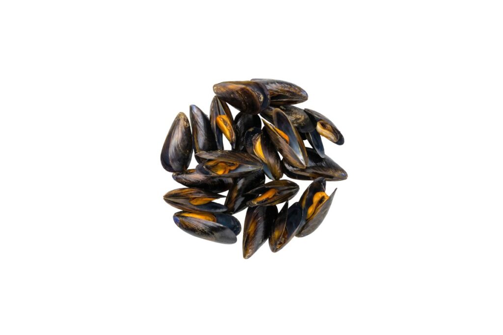 Mussels