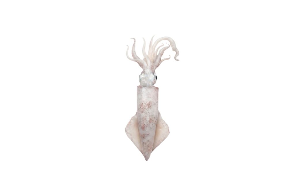 Needle Squid