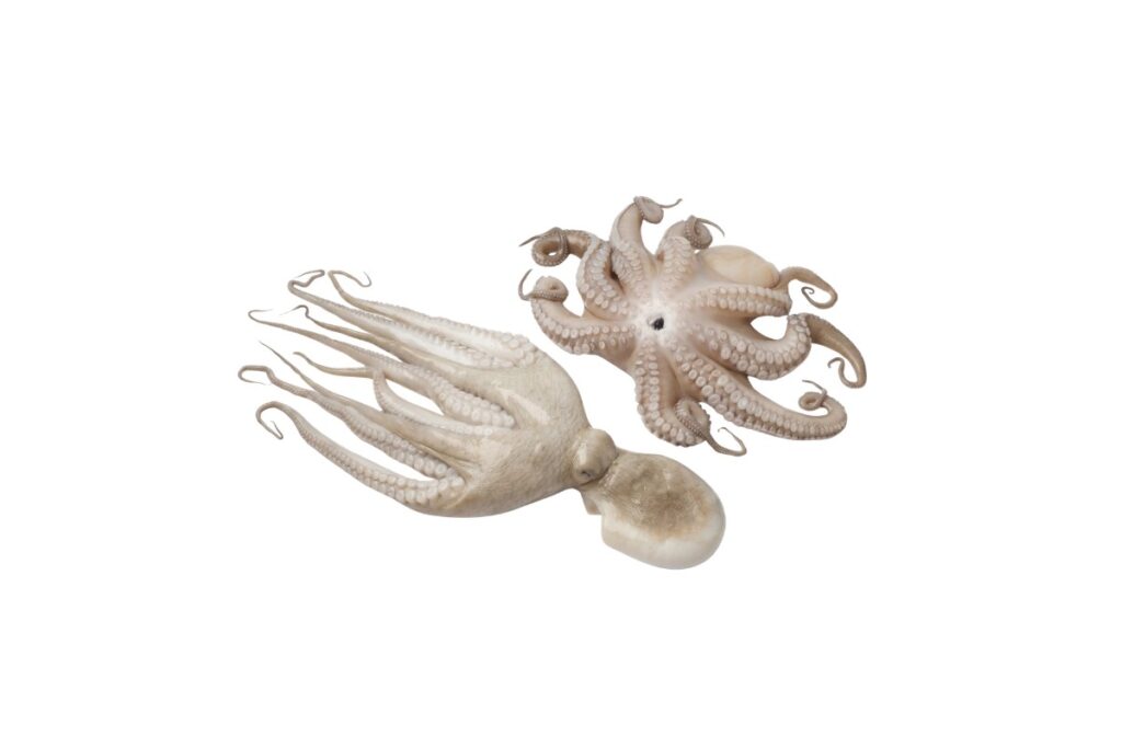 Octopus