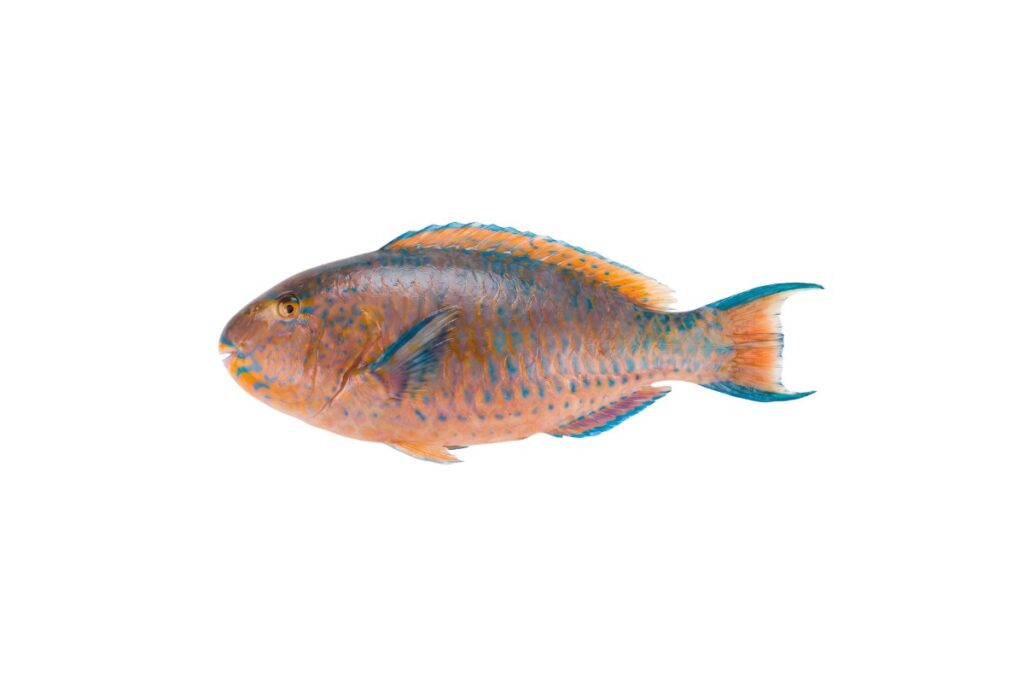 Parrot Fish