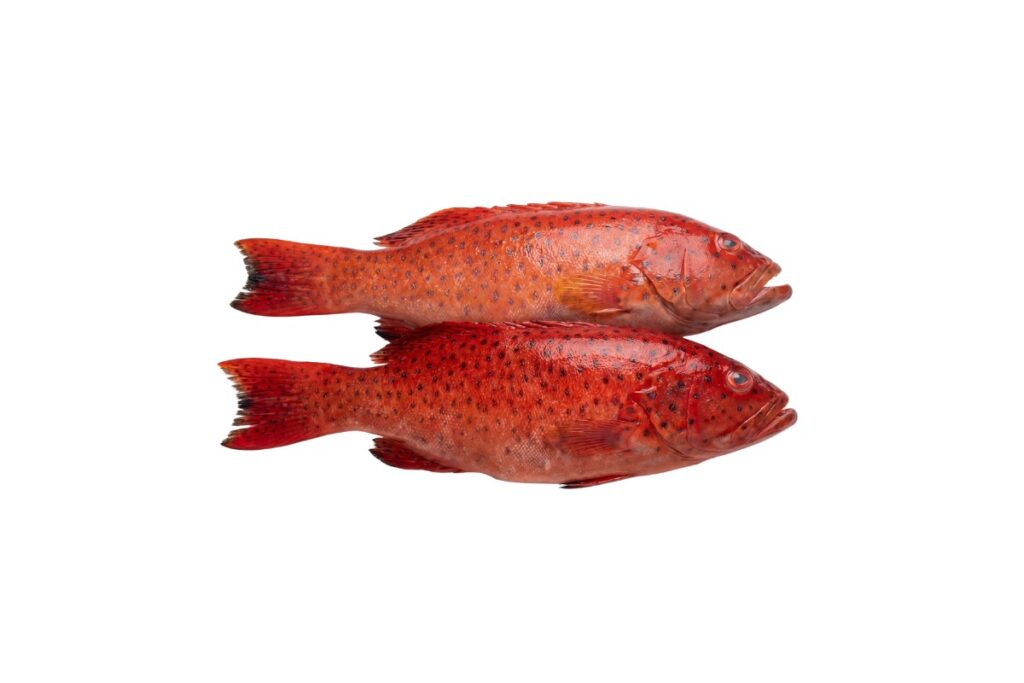 Red Coral Trout