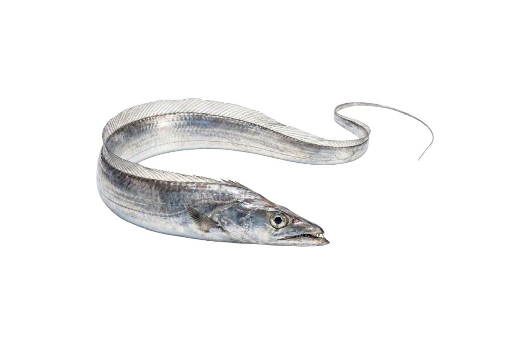 Ribbon Fish