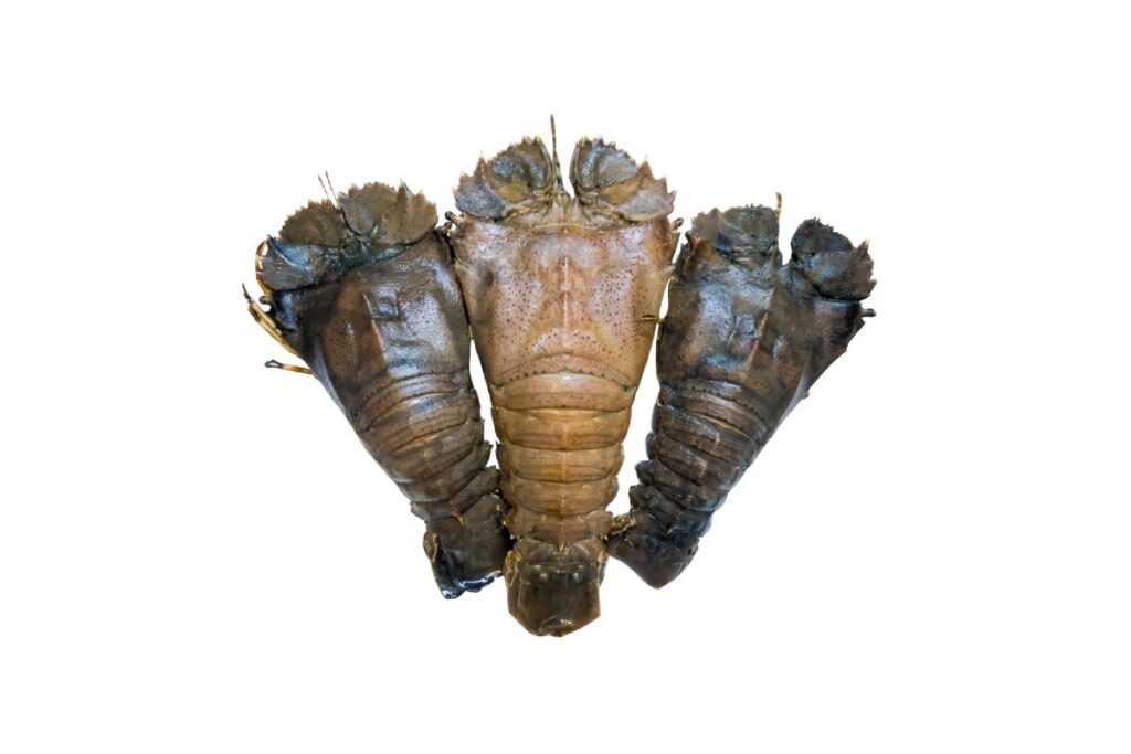 Slipper Lobster