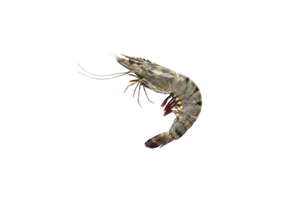 Tiger Prawn