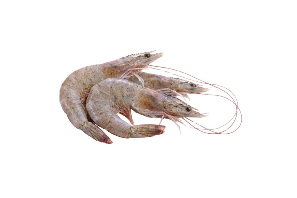 Vannamei Prawn