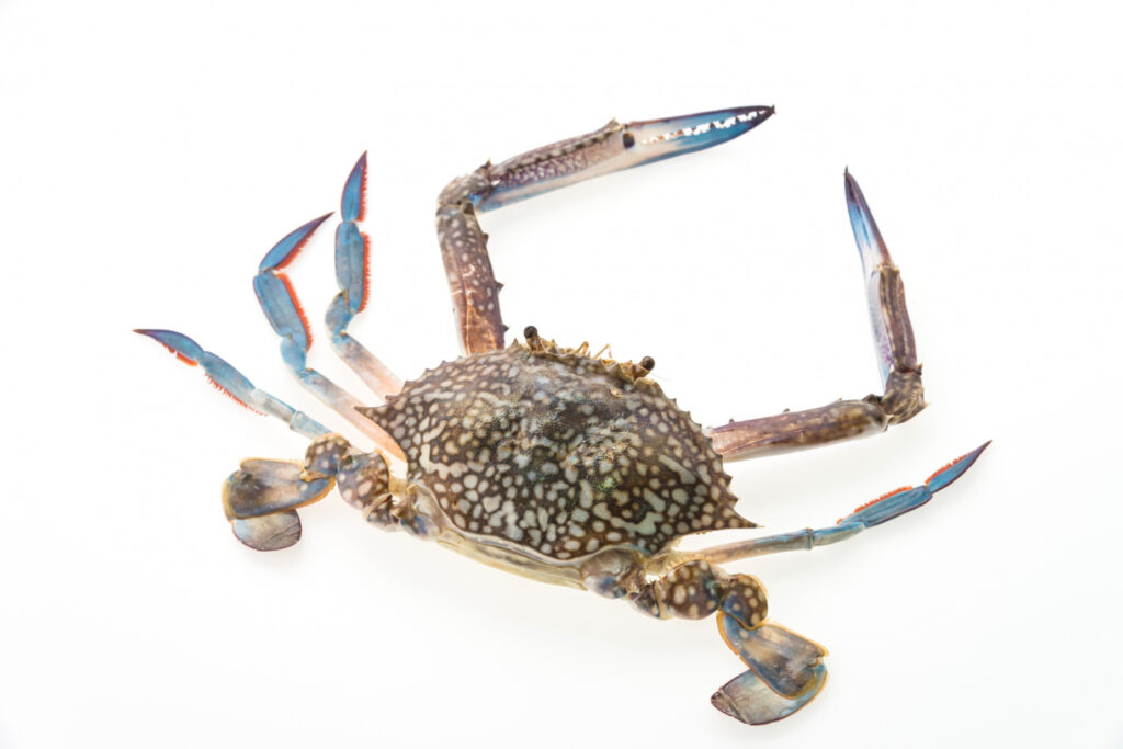 Blue Swimming Crab