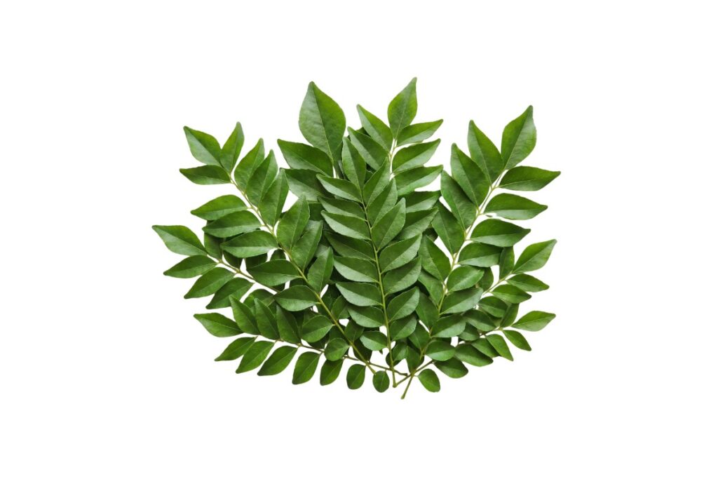 Curry Leaves