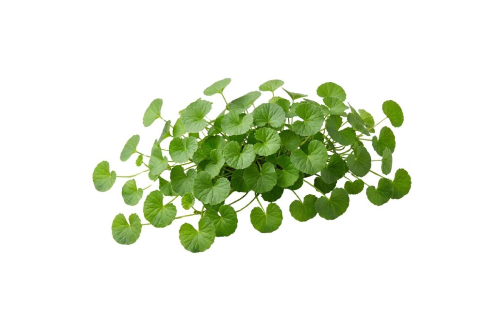 Gotu Kola