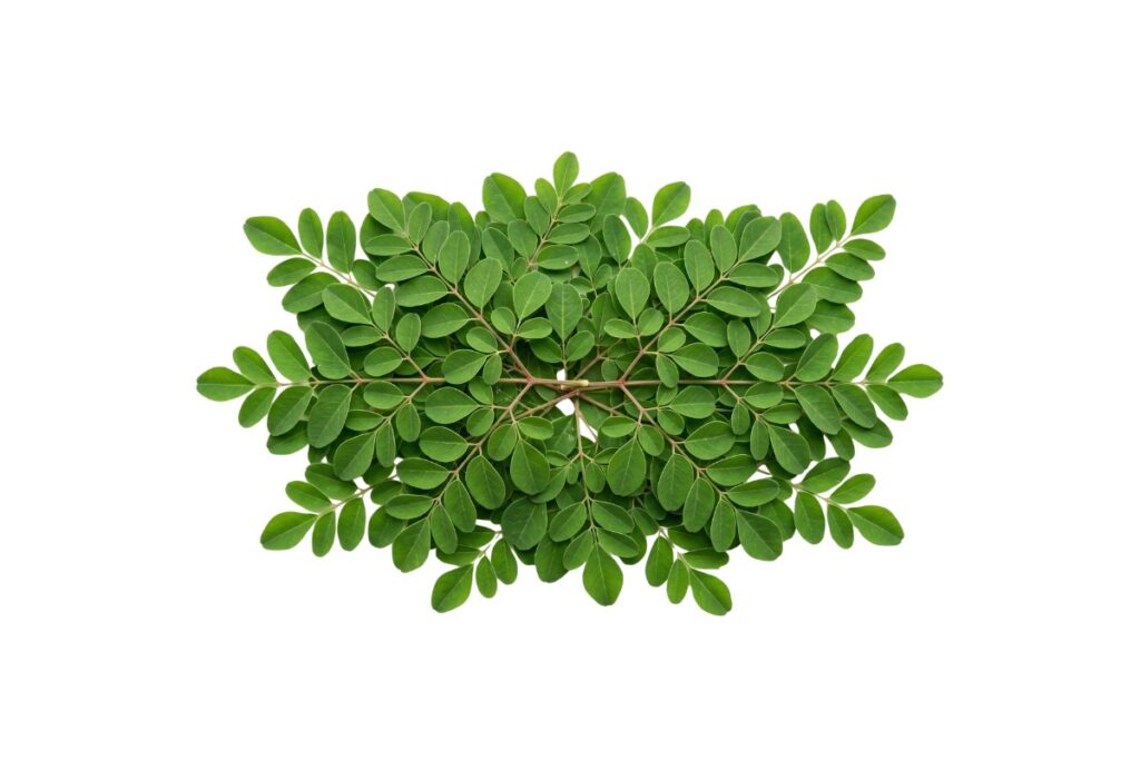 Moringa Leaves